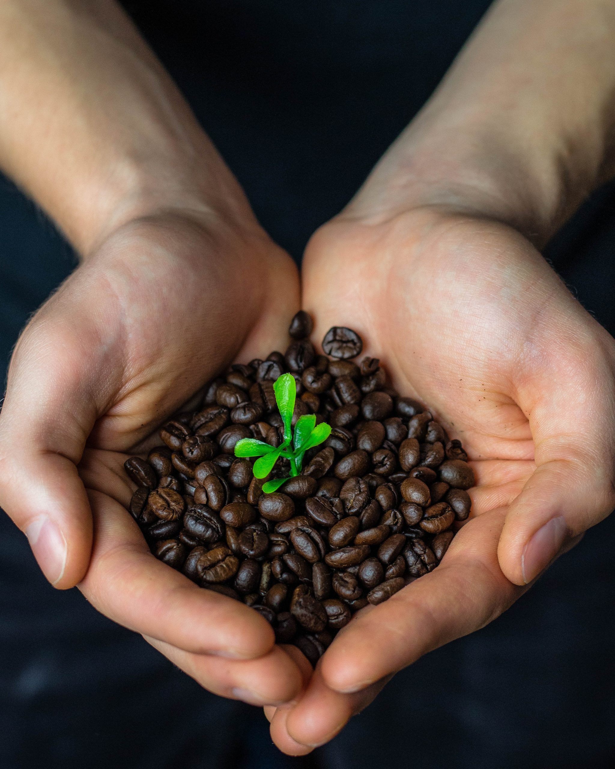 Nachhaltiger Kaffee aus Peru: Demeter, Organic, Fairtrade